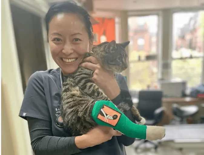 IStaff member holding a cat with a cast IStaff member holding a cat with a cast