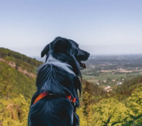 Dog overlooking scenery from mountain