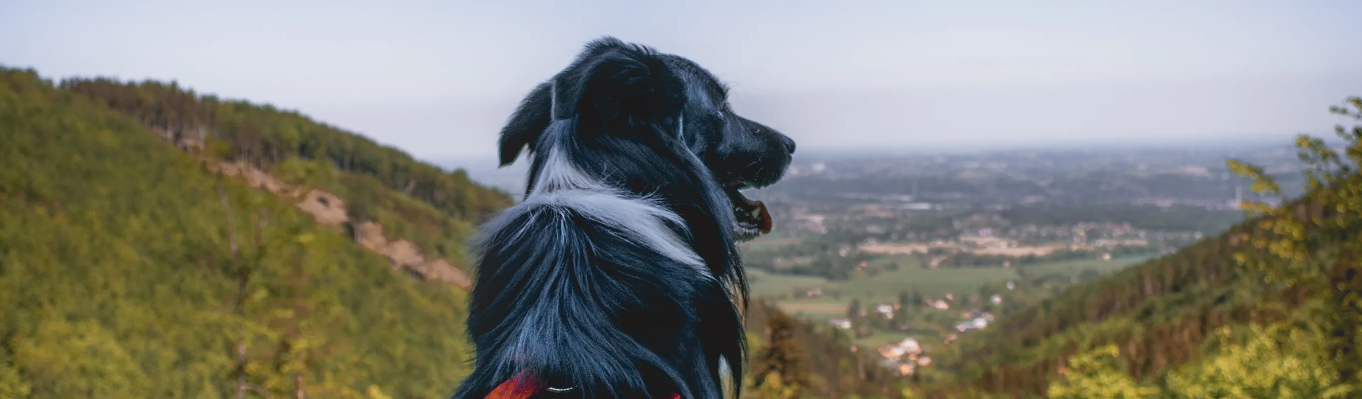 Dog overlooking scenery from mountain