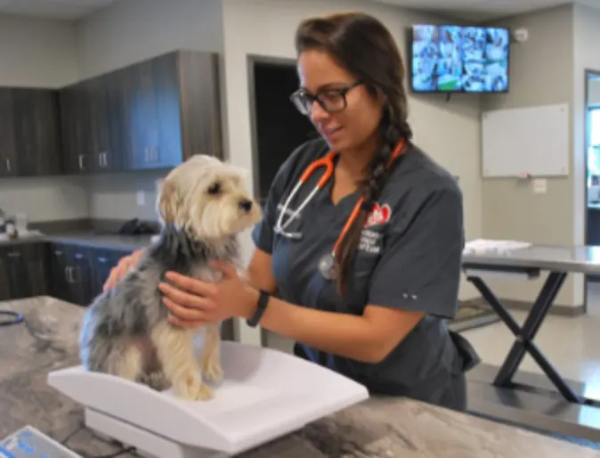 Veterinarian with a Small Dog Veterinarian with a Small Dog