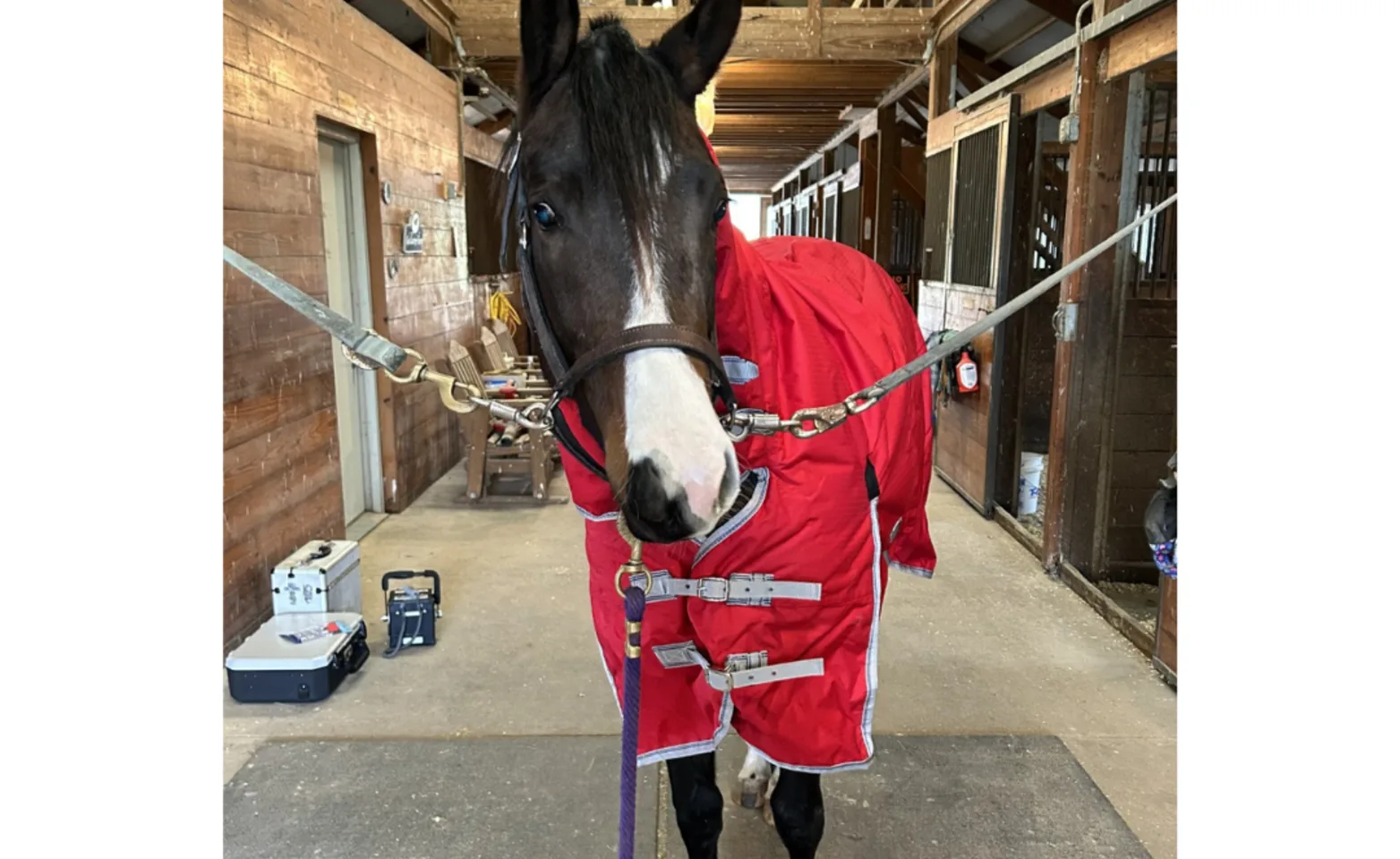 Horse in barn for farm call Horse in barn for farm call