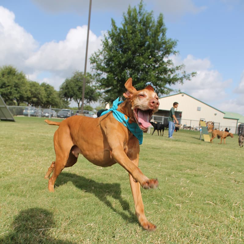 Happy dog with tongue out as it prances