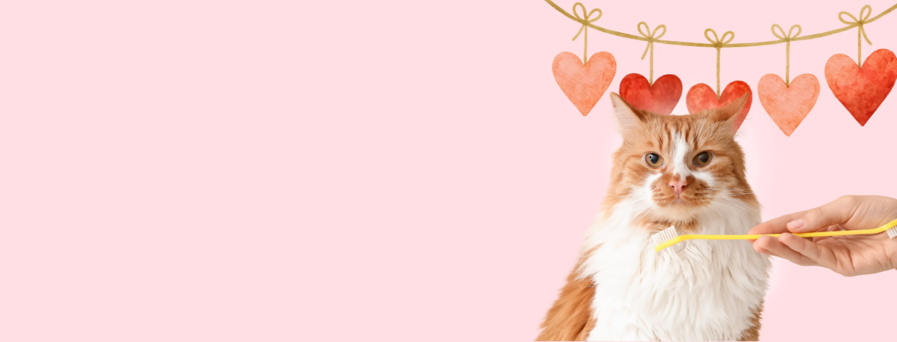 Orange Cat with Yellow Toothbrush and Valentine Hearts Orange Cat with Yellow Toothbrush and Valentine Hearts