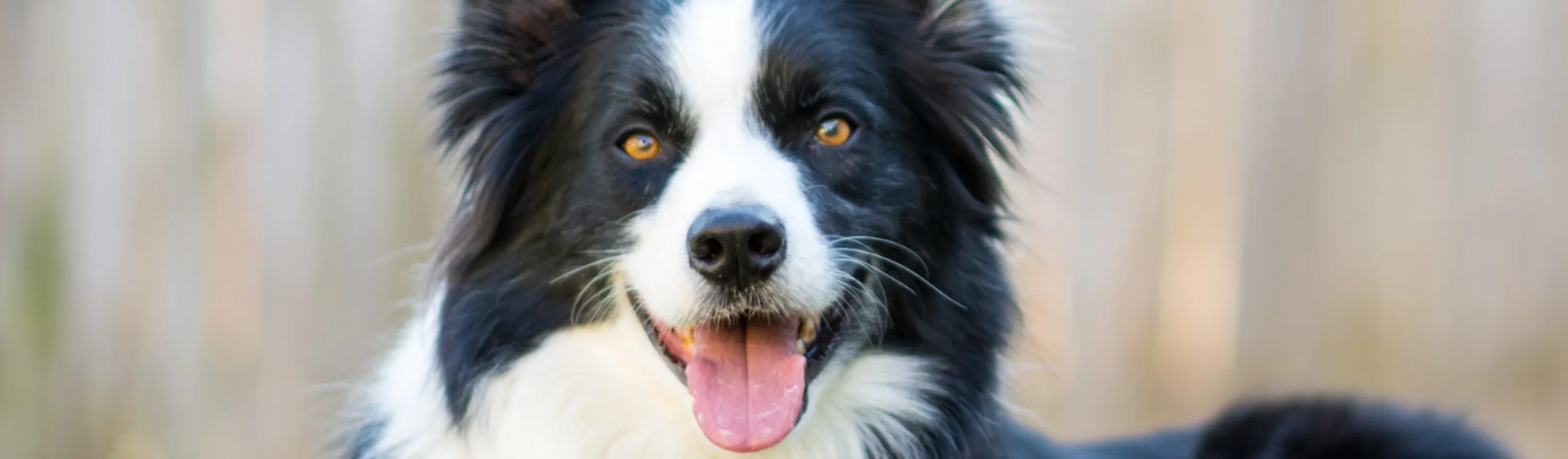Border Collie laying on grass. Border Collie laying on grass.