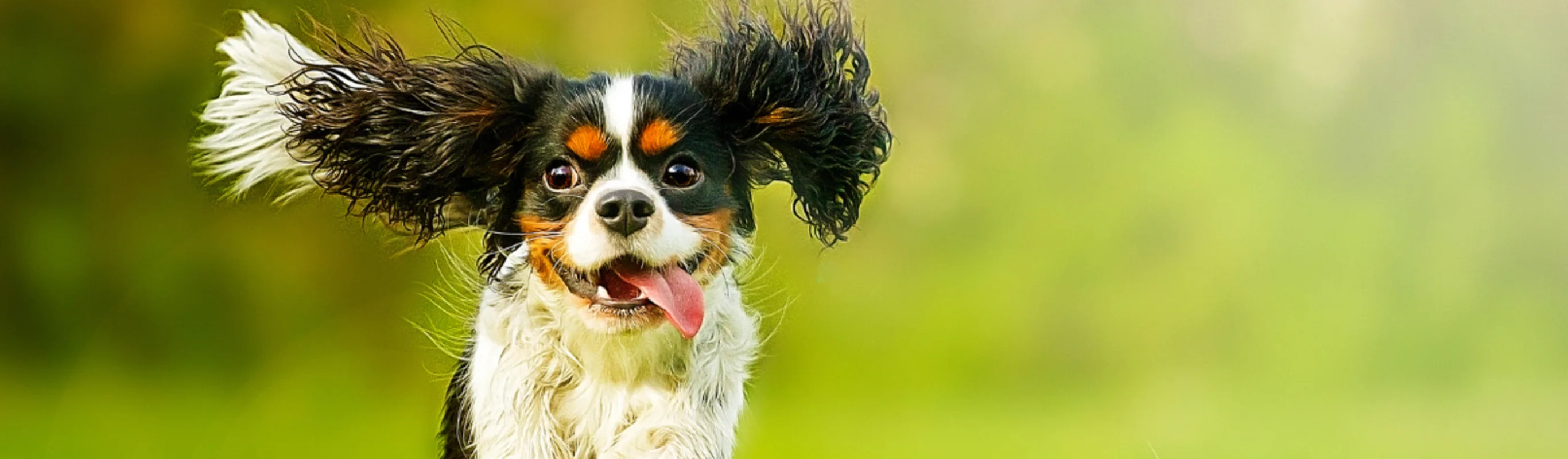 A cocker spaniel running through the grass. A cocker spaniel running through the grass.