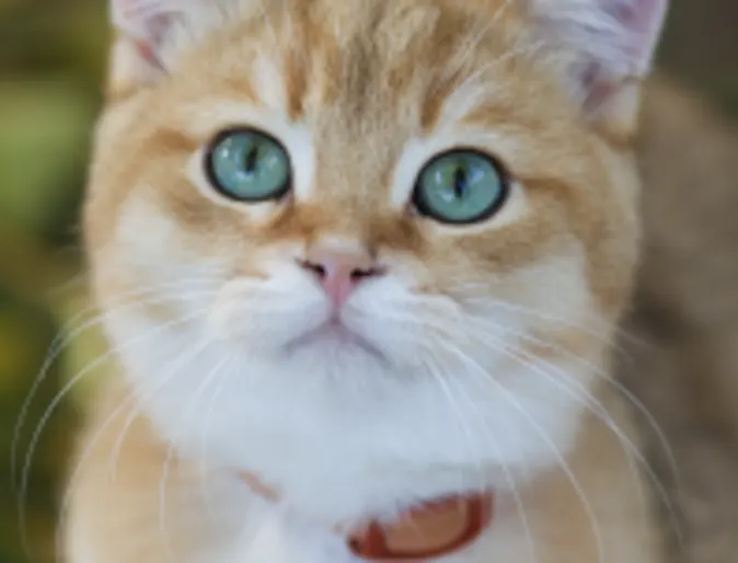 Cat with blue eyes Cat with blue eyes