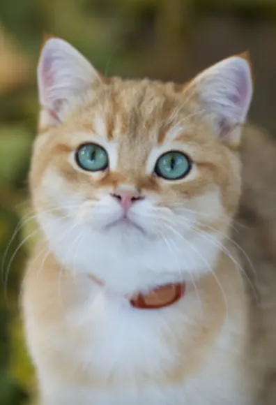 Cat with blue eyes Cat with blue eyes