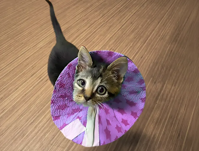 Stromboli (Cat) From Asheville Veterinary Associates West Stromboli (Cat) From Asheville Veterinary Associates West