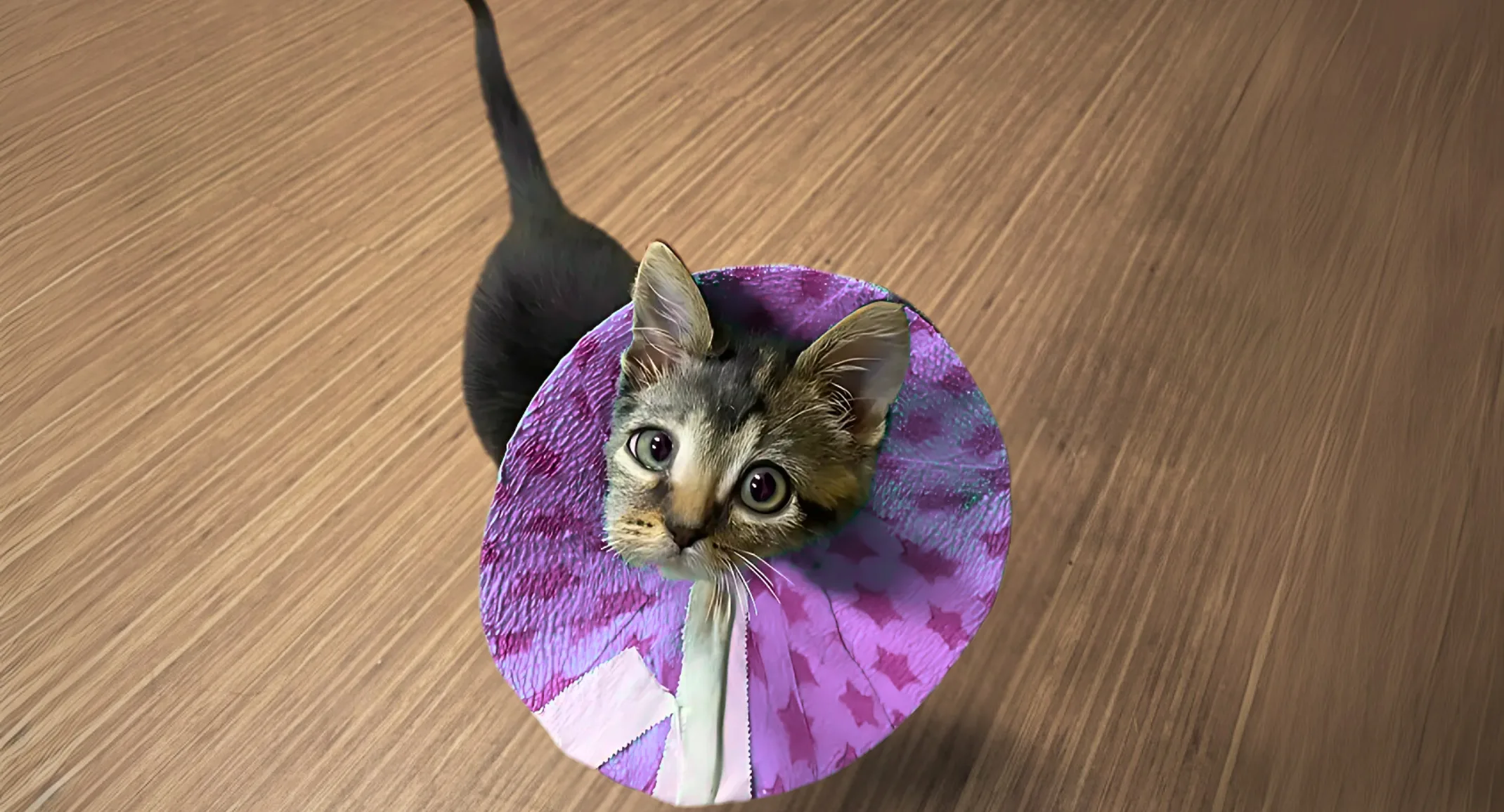 Stromboli (Cat) From Asheville Veterinary Associates West Stromboli (Cat) From Asheville Veterinary Associates West
