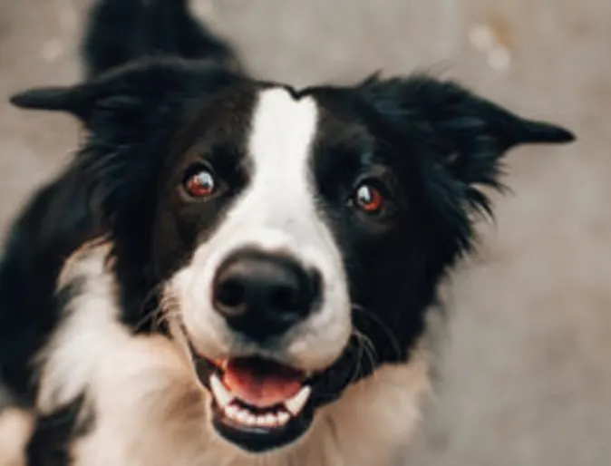 A black and white dog smiling. A black and white dog smiling.