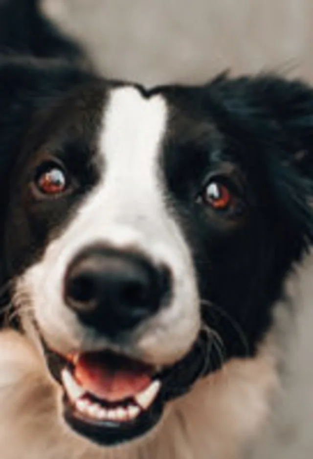 A black and white dog smiling. A black and white dog smiling.