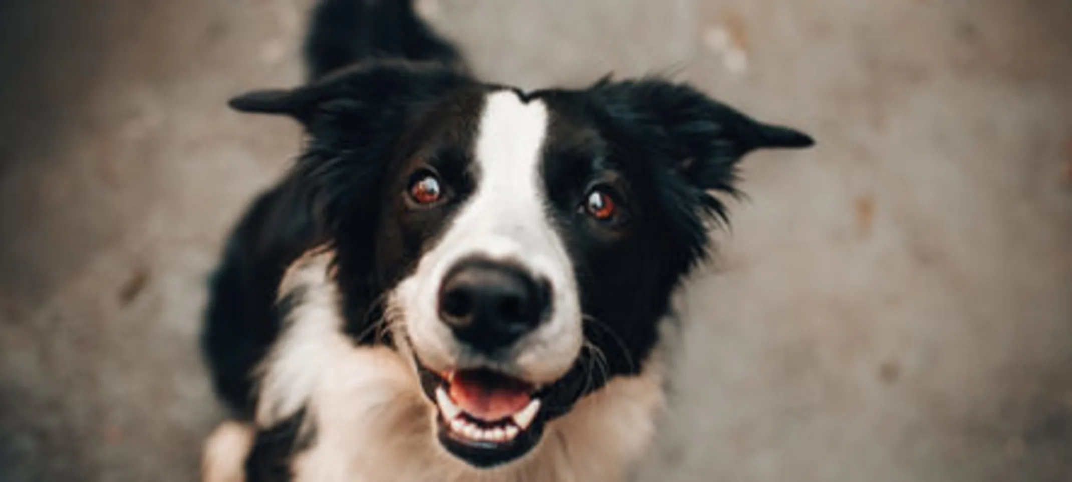 A black and white dog smiling. A black and white dog smiling.