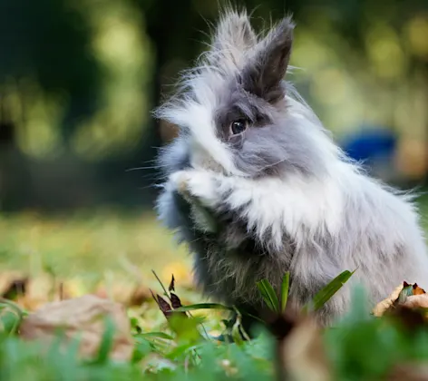 Rabbit sitting in leaves