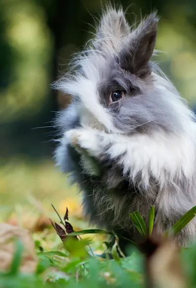 Rabbit sitting in leaves