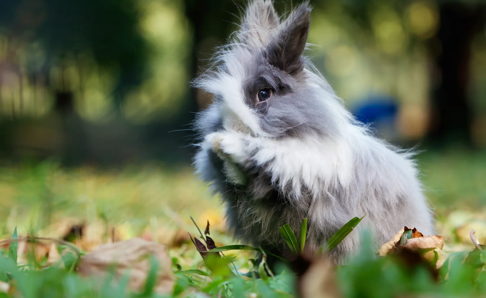 Rabbit sitting in leaves