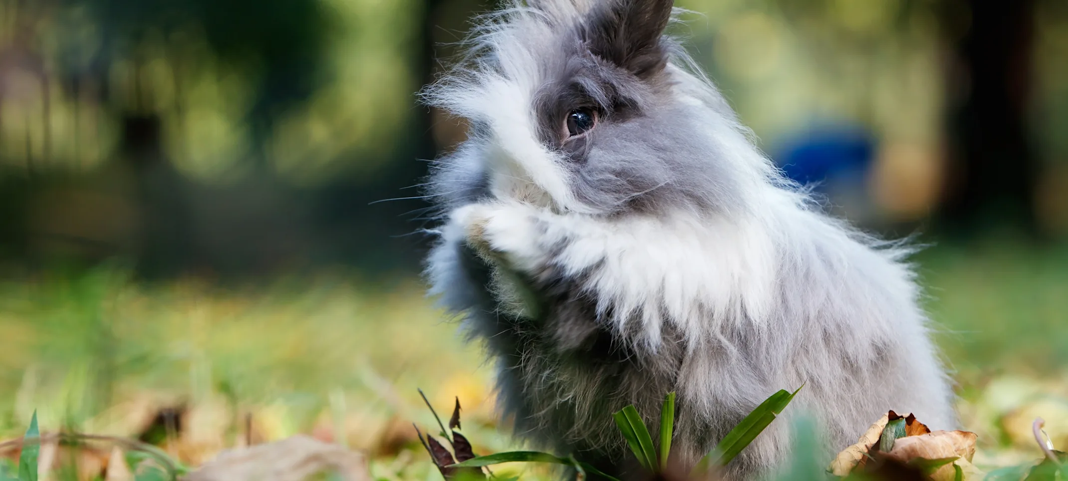 Rabbit sitting in leaves Rabbit sitting in leaves
