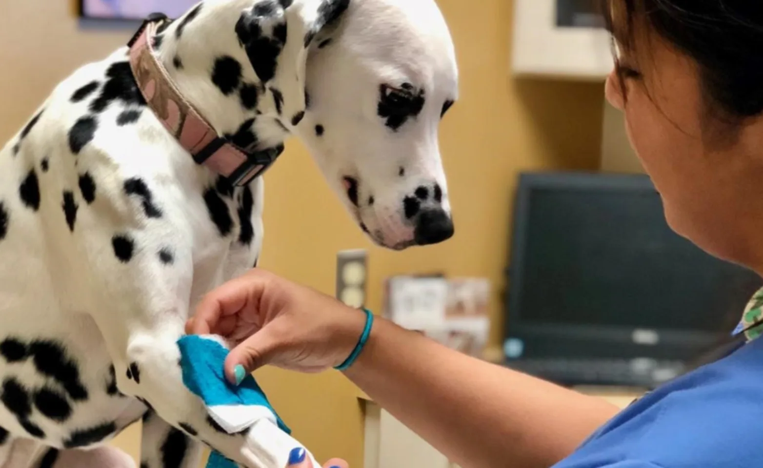 Veterinary staff attending a Dalmatian.