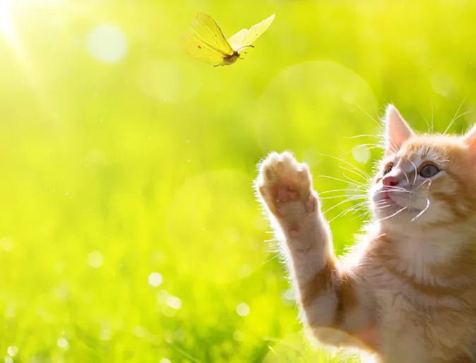 A kitten outside in the grass swatting at bug A kitten outside in the grass swatting at bug