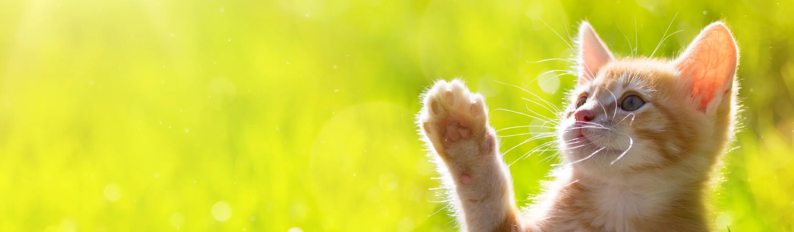 A kitten outside in the grass swatting at bug