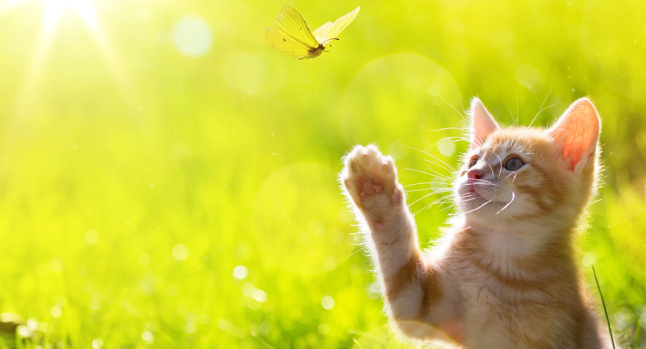 A kitten outside in the grass swatting at bug A kitten outside in the grass swatting at bug