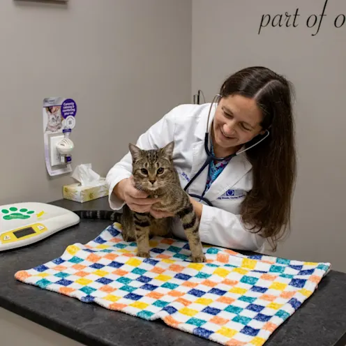 TL Cat Exam TL Cat Exam