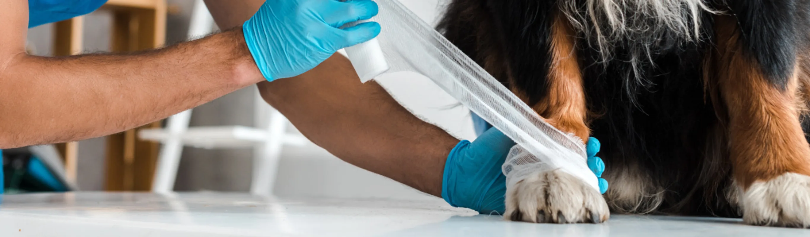 Staff Wrapping a Bandage on Dog's Paw Staff Wrapping a Bandage on Dog's Paw