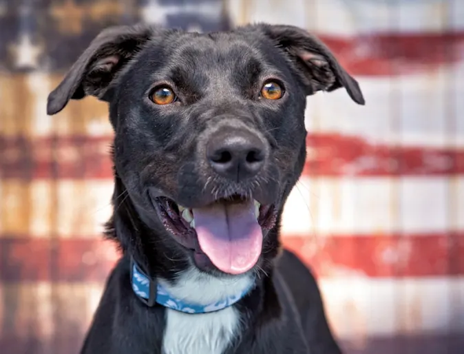 Black Dog In Front of Rusty American Flag Black Dog In Front of Rusty American Flag
