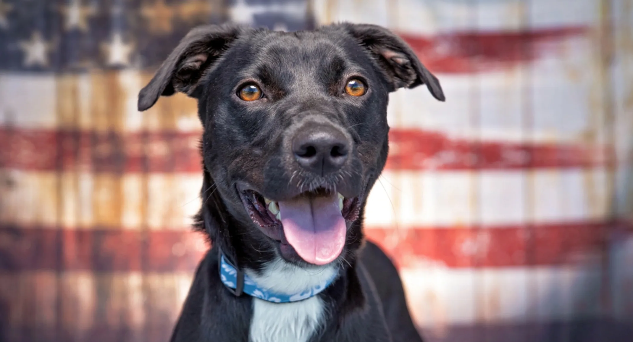 Black Dog In Front of Rusty American Flag Black Dog In Front of Rusty American Flag