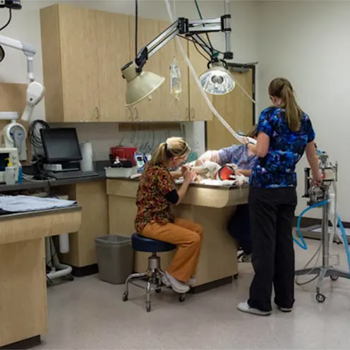 Our exam room and skilled veterinary staff Our exam room and skilled veterinary staff