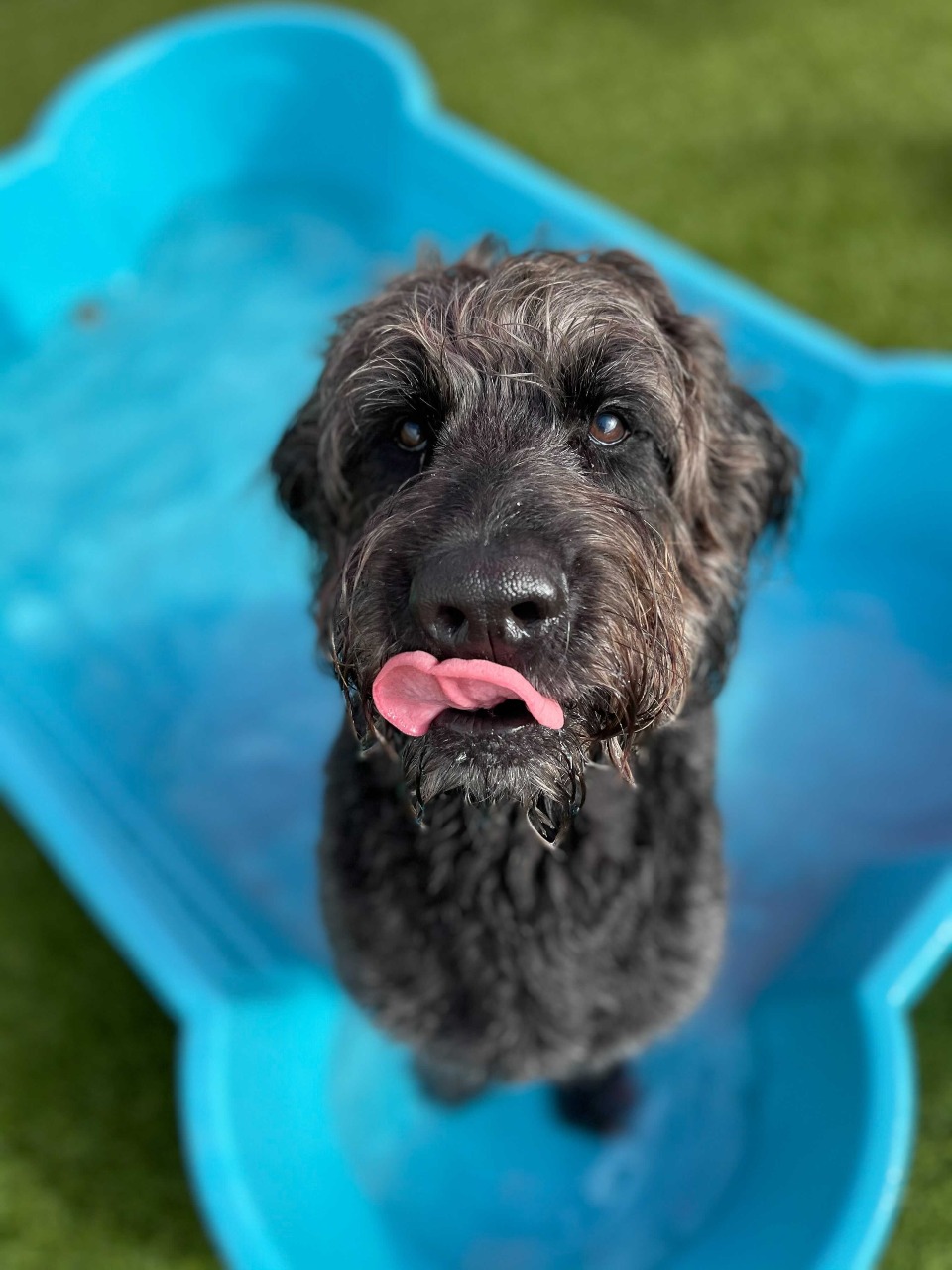 Pup in blue doggy pool with tongue out.
