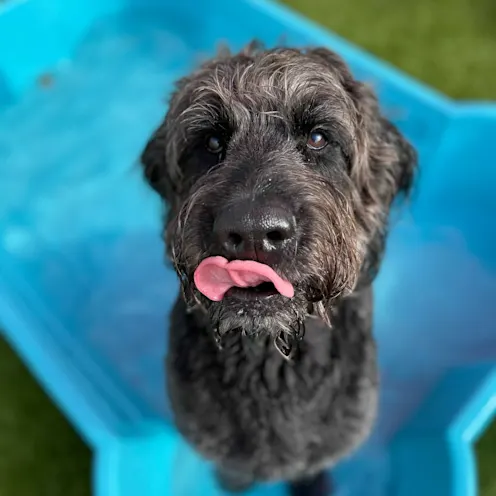 Pup in blue doggy pool with tongue out. Pup in blue doggy pool with tongue out.