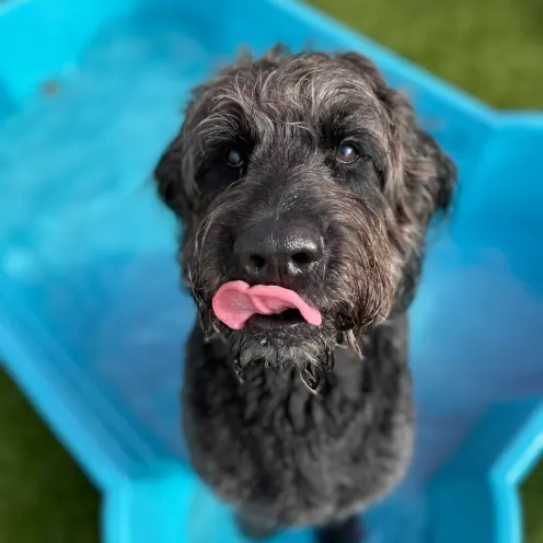 Pup in blue doggy pool with tongue out.