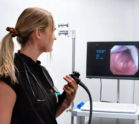 Vet performing an endoscopy Vet performing an endoscopy