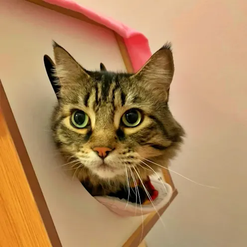 Cat sticking its head out Cat sticking its head out