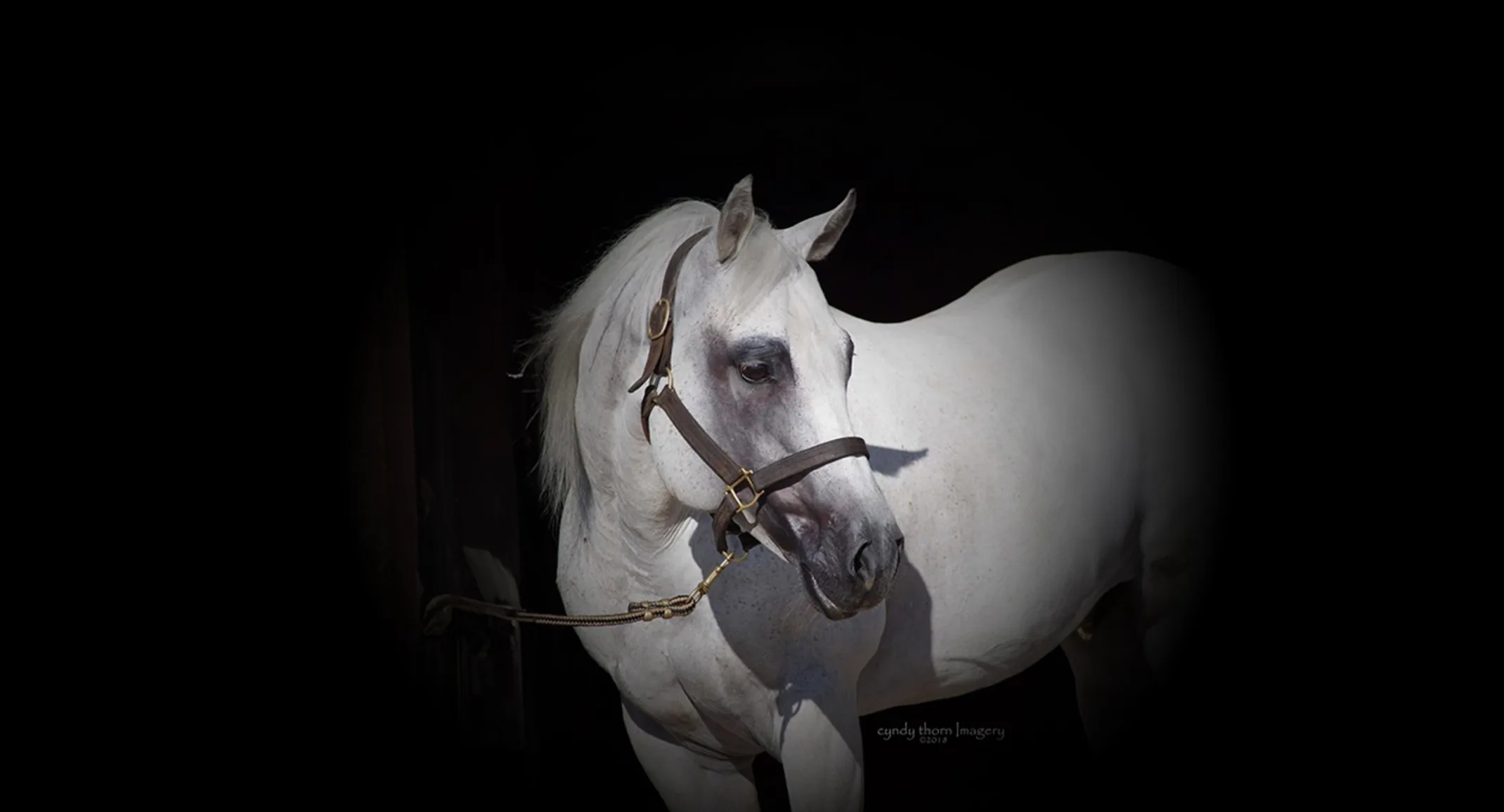 White horse 