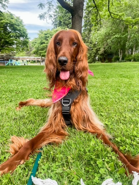 Brown dog laying in the grass outside