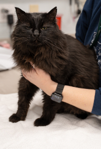 Veterinarian Holding Black Cat