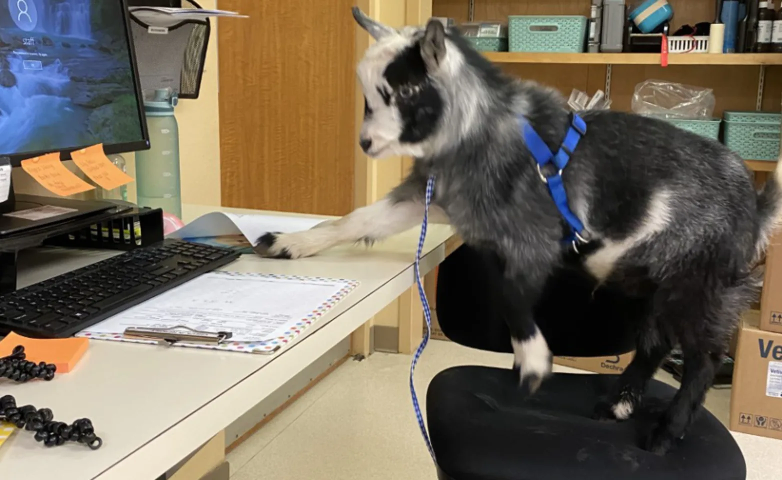 Gray and white goat in a chair at a computer desk