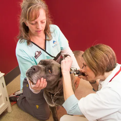 Two staff members caring for a dog's ears in a red room
