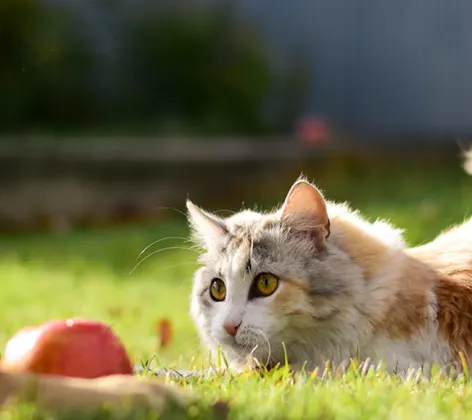 Cat playing with dog in grass