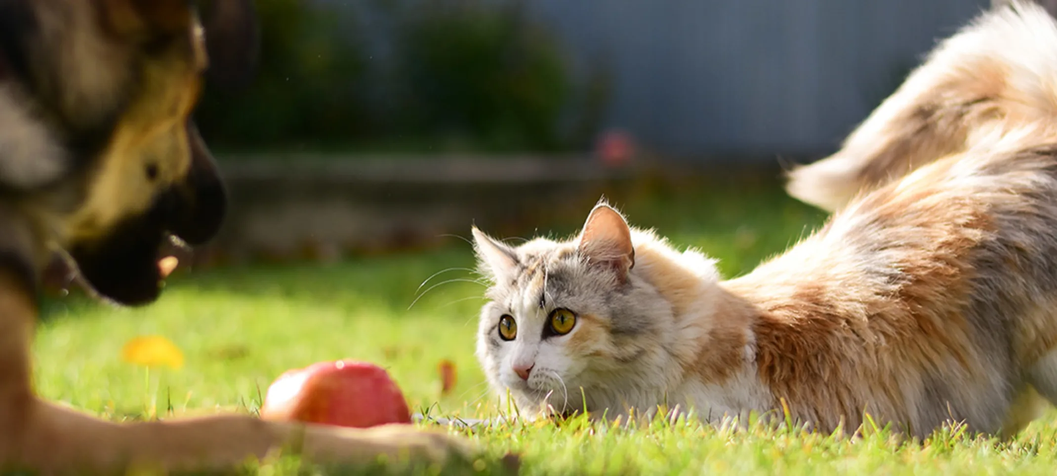 Cat playing with dog in grass