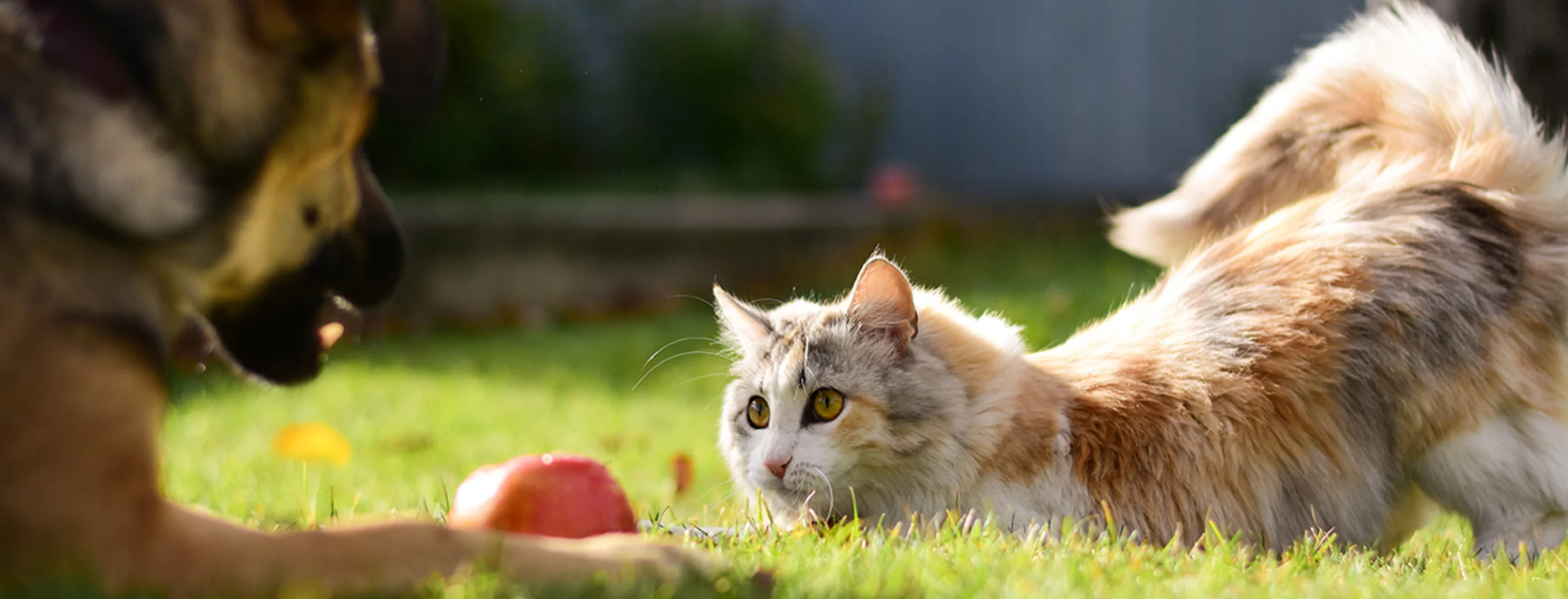 Cat playing with dog in grass