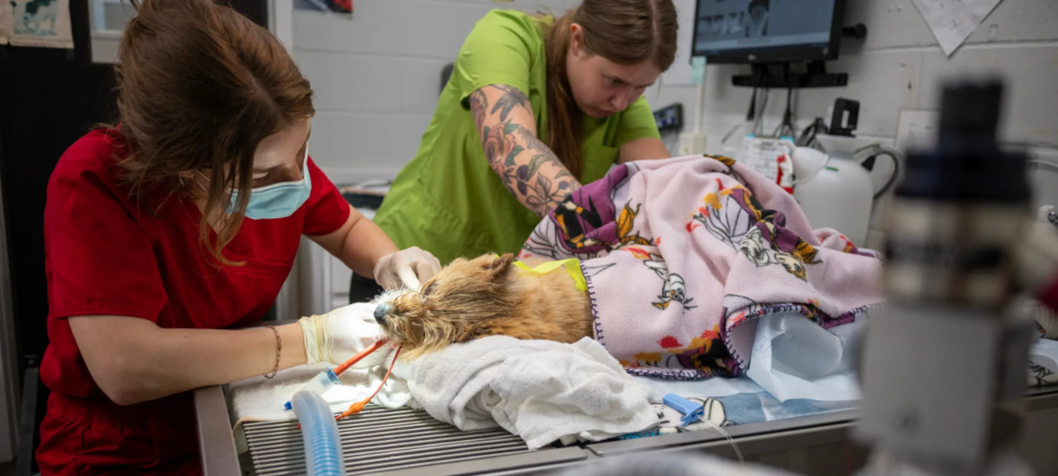 Veterinarians Operating on a Dog