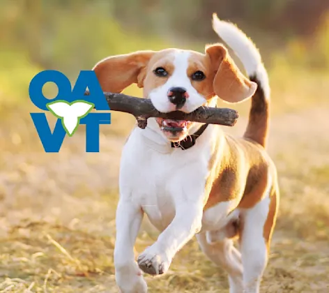 Dog running with stick Dog running with stick