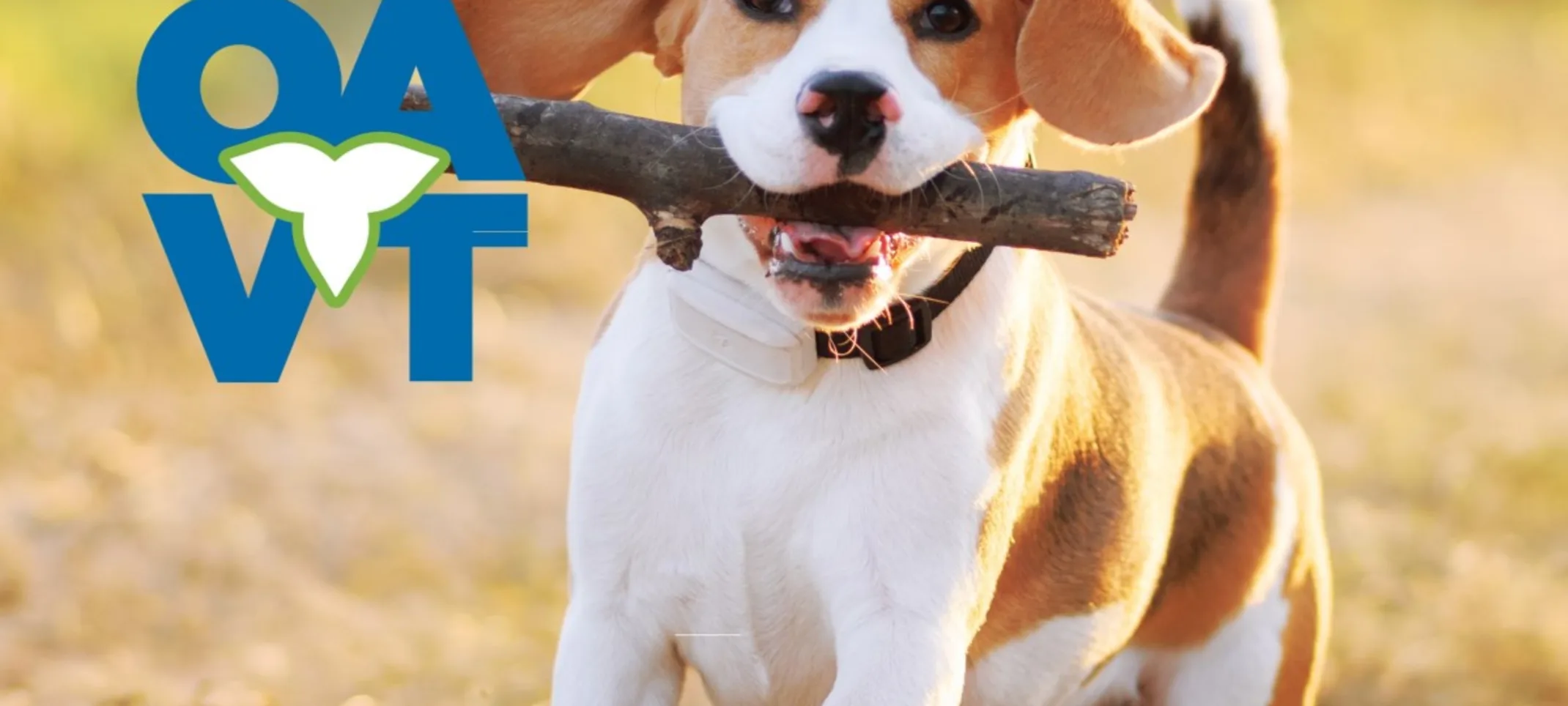 Dog running with stick Dog running with stick