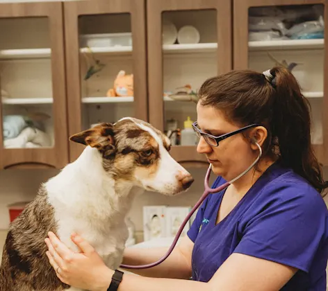 A technician examining a dog A technician examining a dog