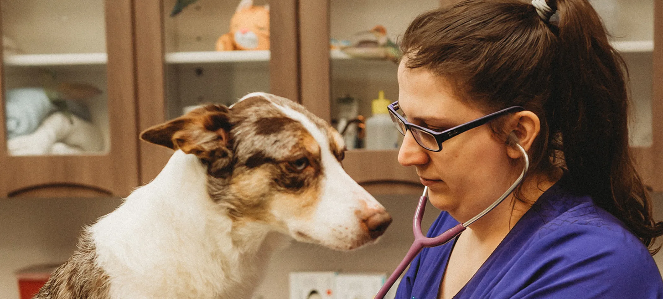 A technician examining a dog A technician examining a dog