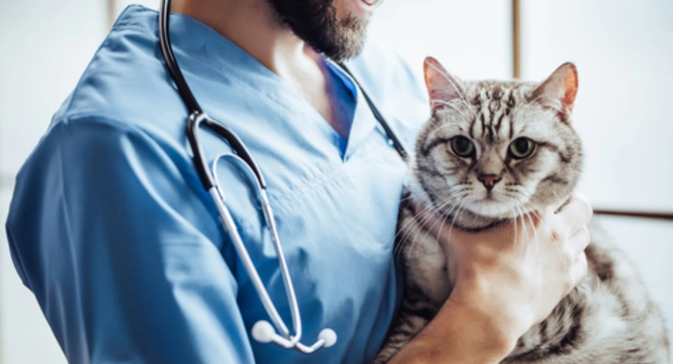 Veterinarian Holding a Gray Cat Veterinarian Holding a Gray Cat