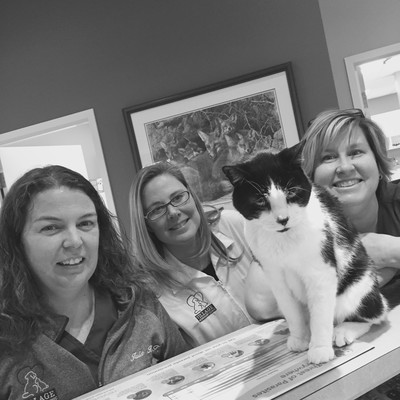 Vets posing with cat