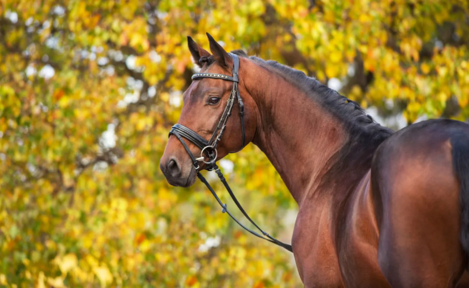 Brown horse standing against yellow leaves and looking to the left